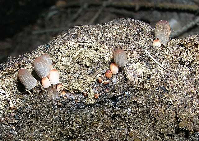 2005 :  Un anno di funghi